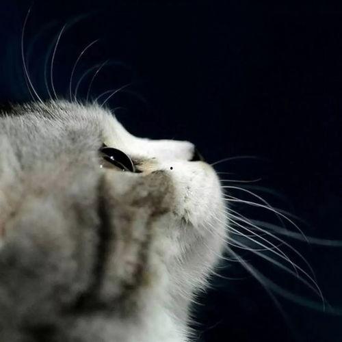 娱乐吃瓜君和猫,揭秘娱乐圈的萌宠趣事